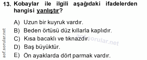 13. soru: Kobaylar ile ilgili aşağıdaki ifadelerden hangisi yanlıştır? A) Uzun bir kuyruk vardır. B) Beden örtüsü düz kıllarla…