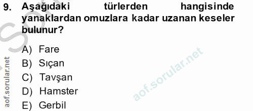 9. soru: Aşağıdaki türlerden hangisinde yanaklardan omuzlara kadar uzanan keseler bulunur? A) Fare B) Sıçan C) Tavşan D) Hamst…