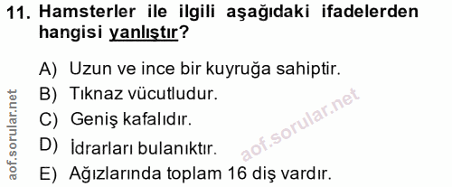 11. soru: Hamsterler ile ilgili aşağıdaki ifadelerden hangisi yanlıştır? A) Uzun ve ince bir kuyruğa sahiptir. B) Tıknaz vücutl…