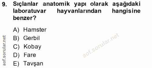 9. soru: Sıçanlar anatomik yapı olarak aşağıdaki laboratuvar hayvanlarından hangisine benzer? A) Hamster B) Gerbil C) Kobay D)…