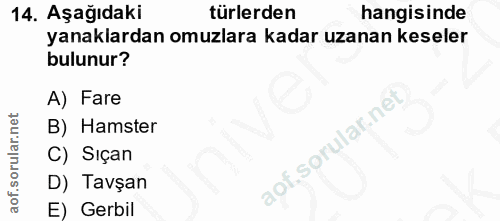 14. soru: Aşağıdaki türlerden hangisinde yanaklardan omuzlara kadar uzanan keseler bulunur? A) Fare B) Hamster C) Sıçan D) Tavş…