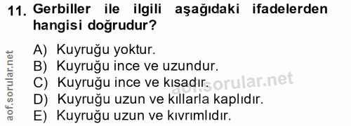 11. soru: Geriller ile ilgili aşağıdaki ifadelerden hangisi doğrudur? A) Kuyruğu yoktur. B) Kuyruğu ince ve uzundur. C) Kuyruğu…
