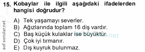 15. soru: Kobaylar ile ilgili aşağıdaki ifadelerden hangisi doğrudur? A) Tek yaşamayı severler. B) Ağızlarında toplam 16 diş va…