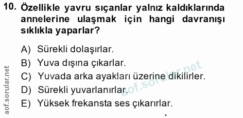 10. soru: Özellikle yavru sıçanlar yalnız kaldıklarında annelerine ulaşmak için hangi davranışı sıklıkla yaparlar? A) Sürekli d…