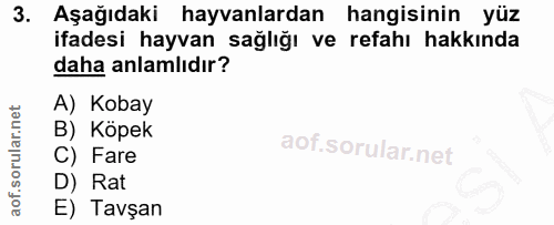 3. soru: Aşağıdaki hayvanlardan hangisinin yüz ifadesi hayvan sağlığı ve refahı hakkında daha anlamlıdır? A) Kobay B) Köpek C)…