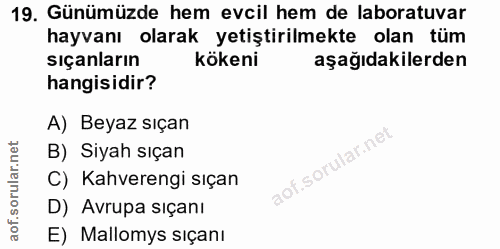 19. soru: Günümüzde hem evcil hem de laboratuvar hayvanı olarak yetiştirilmekte olan tüm sıçanların kökeni aşağıdakilerden hang…