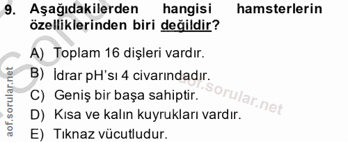 9. soru: Aşağıdakilerden hangisi hamsterlerin özelliklerinden biri değildir? A) Toplam 16 dişleri vardır. B) İdrar pH'sı 4 civ…