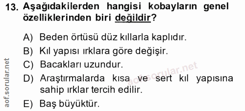 13. soru: Aşağıdakilerden hangisi kobayların genel özelliklerinden biri değildir? A) Beden örtüsü düz kıllarla kaplıdır. B) Kıl…