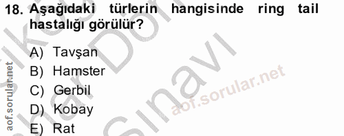 18. soru: Aşağıdaki türlerin hangisinde ring tail hastalığı görülür? A) Tavşan B) Hamster i. aof.sorulannet C) Gerbil D) Kobay…