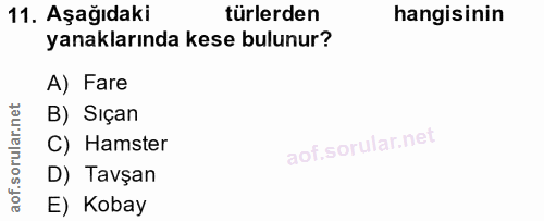 11. soru: Aşağıdaki türlerden hangisinin yanaklarında kese bulunur? A) Fare B) Sıçan C) Hamster D) Tavşan E) Kobay
