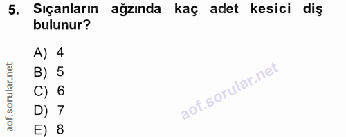 5. soru: Sıçanların ağzında kaç adet kesici diş bulunur? A) 4 B) 5 C) 6 D) 7 E) 8