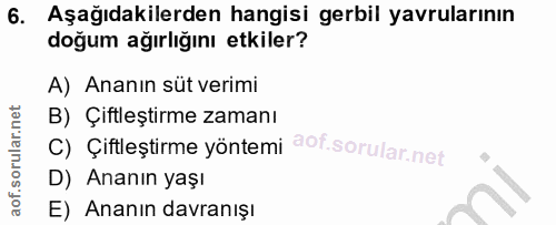 6. soru: Aşağıdakilerden hangisi gerbil yavrularının doğum ağırlığını etkiler? A) Ananın süt verimi B) Çiftleştirme zamanı C)…