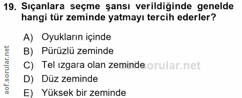19. soru: Sıçanlara seçme şansı verildiğinde genelde hangi tür zeminde yatmayı tercih ederler? A) Oyukların içinde B) Pürüzlü z…