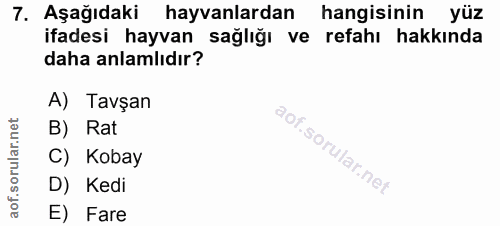 7. soru: Aşağıdaki hayvanlardan hangisinin yüz ifadesi hayvan sağlığı ve refahı hakkında daha anlamlıdır? A) Tavşan B) Rat C)…
