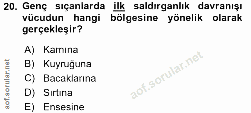 20. soru: Genç sıçanlarda ilk saldırganlık davranışı vücudun hangi bölgesine yönelik olarak gerçekleşir? A) Karnına B) Kuyruğun…