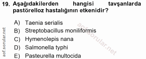 19. soru: Aşağıdakilerden hangisi tavşanlarda pastörelloz hastalığının etkenidir? A) Taenia serialis B) Streptobacillus monilif…
