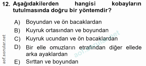 12. soru: Aşağıdakilerden hangisi kobayların tutulmasında doğru bir yöntemdir? A) Boyundan ve ön bacaklardan B) Kuyruk ortasınd…