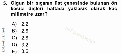 5. soru: Olgun bir sıçanın üst çenesinde bulunan ön kesici dişleri haftada yaklaşık olarak kaç milimetre uzar? A) 2.2 B) 2.6 C…