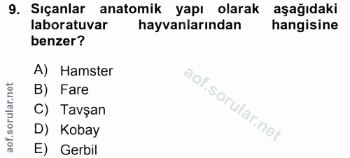 9. soru: Sıçanlar anatomik yapı olarak aşağıdaki laboratuvar hayvanlarından hangisine benzer? A) Hamster B) Fare C) Tavşan D)…