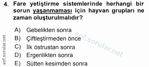 4. soru: Fare yetiştirme sistemlerinde herhangi bir sorun yaşanmaması için hayvan grupları ne zaman oluşturulmalıdır? A) Gebel…