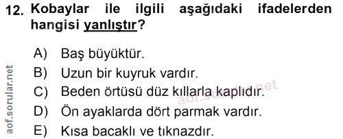 12. soru: Kobaylar ile ilgili aşağıdaki ifadelerden hangisi yanlıştır? A) Baş büyüktür. B) Uzun bir kuyruk vardır. C) Beden ört…