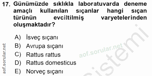 17. soru: Günümüzde sıklıkla laboratuvarda deneme amaçlı kullanılan siçanlar hangi siçan türünün evciltilmiş varyetelerinden ol…