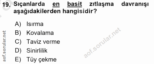 19. soru: Sıçanlarda en basit zıtlaşma davranışı aşağıdakilerden hangisidir? A) Isırma B) Kovalama corillar nel C) Taviz verme…