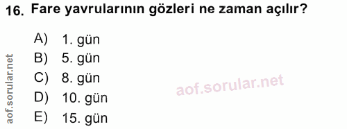 16. soru: Fare yavrularının gözleri ne zaman açılır? A) 1. gün B) 5. gün 8. gün D) 10. gün 15. gün