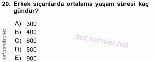 20. soru: Erkek sıçanlarda ortalama yaşam süresi kaç gündür? A) 300 B) 400 C) 600 D) 800 E) 900