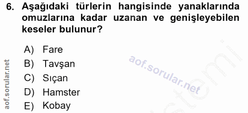 6. soru: Aşağıdaki türlerin hangisinde yanaklarında omuzlarına kadar uzanan ve genişleyebilen keseler bulunur? A) Fare B) Tavş…