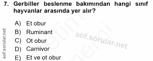 7. soru: Geriller beslenme bakımından hangi sınıf hayvanlar arasında yer alır? A) Et obur B) Ruminant C) Ot obur D) Carnivor E…