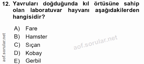 12. soru: Yavruları doğduğunda kıl örtüsüne sahip olan laboratuvar hayvanı aşağıdakilerden hangisidir? A) Fare B) Hamster C) Si…