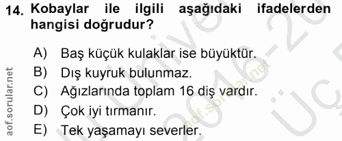 14. soru: Kobaylar ile ilgili aşağıdaki ifadelerden hangisi doğrudur? A) Baş küçük kulaklar ise büyüktür. B) Dış kuyruk bulunma…