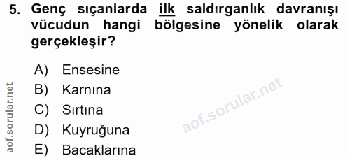 5. soru: Genç sıçanlarda ilk saldırganlık davranışı vücudun hangi bölgesine yönelik olarak gerçekleşir? A) Ensesine B) Karnına…