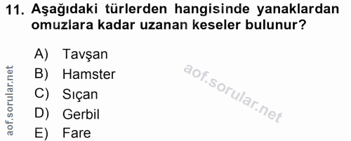 11. soru: Aşağıdaki türlerden hangisinde yanaklardan omuzlara kadar uzanan keseler bulunur? A) Tavşan B) Hamster C) Sıçan D) Ge…