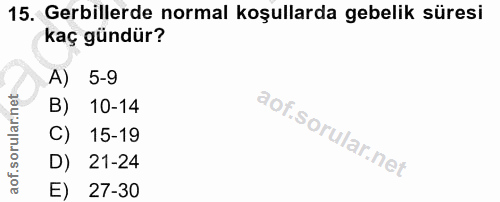 15. soru: Gerillerde normal koşullarda gebelik süresi kaç gündür? A) 5-9 10-14 C) 15-19 D) 21-24 E) 27-30