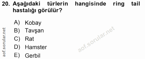 20. soru: Aşağıdaki türlerin hangisinde ring tail hastalığı görülür? A) Kobay B) Tavşan C) Rat D) Hamster E) Gerbil
