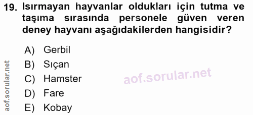 19. soru: Isırmayan hayvanlar oldukları için tutma ve taşıma sırasında personele güven veren deney hayvanı aşağıdakilerden hang…