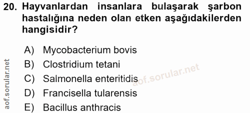 20. soru: Hayvanlardan insanlara bulaşarak şarbon hastalığına neden olan etken aşağıdakilerden hangisidir? A) Mycobacterium bov…