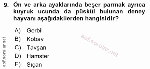 9. soru: Ön ve arka ayaklarında beşer parmak ayrıca kuyruk ucunda da püskül bulunan deney hayvanı aşağıdakilerden hangisidir?…