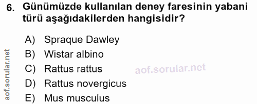 6. soru: Günümüzde kullanılan deney faresinin yabani türü aşağıdakilerden hangisidir? A) Spraque Dawley B) Wistar albino C) Ra…