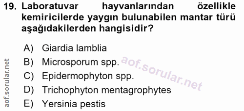 19. soru: Laboratuvar hayvanlarından özellikle kemiricilerde yaygın bulunabilen mantar türü aşağıdakilerden hangisidir? B) Micr…