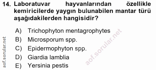 14. soru: Laboratuvar hayvanlarından özellikle kemiricilerde yaygın bulunabilen mantar türü aşağıdakilerden hangisidir? A) Tric…