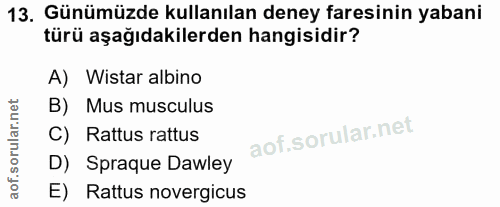 13. soru: Günümüzde kullanılan deney faresinin yabani türü aşağıdakilerden hangisidir? A) Wistar albino B) Mus musculus C) Ratt…
