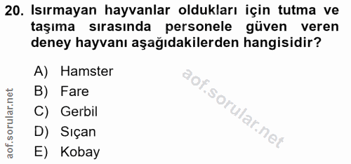20. soru: Isırmayan hayvanlar oldukları için tutma ve taşıma sırasında personele güven veren deney hayvanı aşağıdakilerden hang…