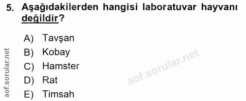 5. soru: Aşağıdakilerden hangisi laboratuvar hayvanı değildir? A) Tavşan B) Kobay C) Hamster D) Rat E) Timsah