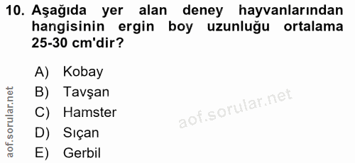 10. soru: Aşağıda yer alan deney hayvanlarından hangisinin ergin boy uzunluğu ortalama 25-30 cm'dir? A) Kobay B) Tavşan C) Hams…