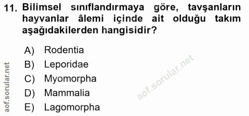 11. soru: Bilimsel sınıflandırmaya göre, tavşanların hayvanlar âlemi içinde ait olduğu takım aşağıdakilerden hangisidir? A) Rod…