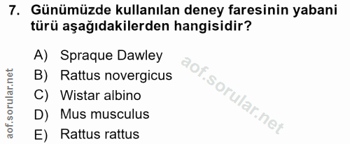 7. soru: Günümüzde kullanılan deney faresinin yabani türü aşağıdakilerden hangisidir? A) Spraque Dawley B) Rattus novergicus C…
