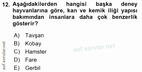 12. soru: Aşağıdakilerden hangisi başka deney hayvanlarına göre, kan ve kemik iliği yapısı bakımından insanlara daha çok benzer…
